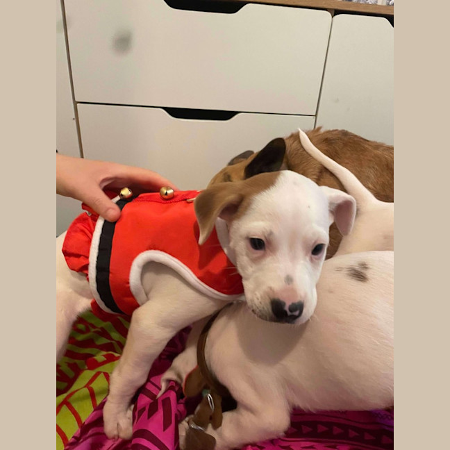 Photo of Polly
