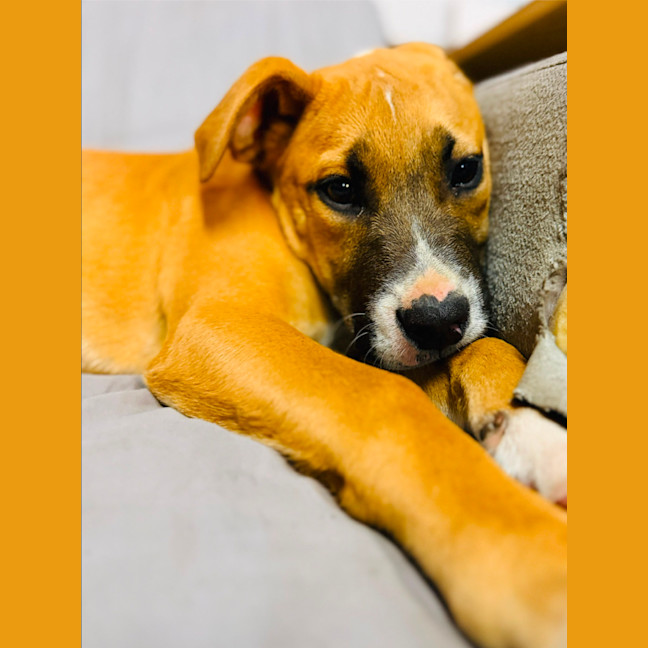 Photo of 🧡 Rusty 🧡