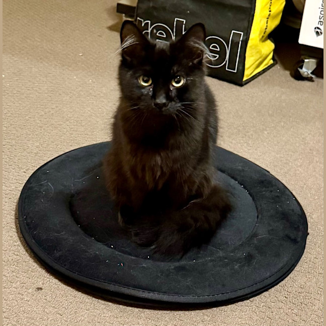 Photo of Liquorice Six