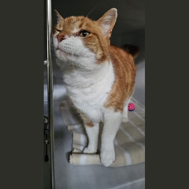 Photo of Fergus