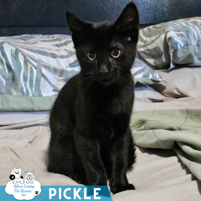 Photo of Pickle