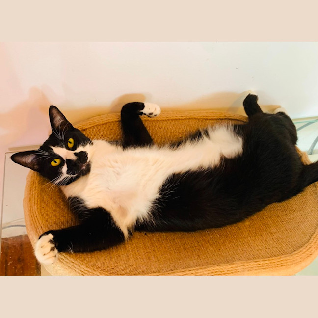 Photo of Fatty