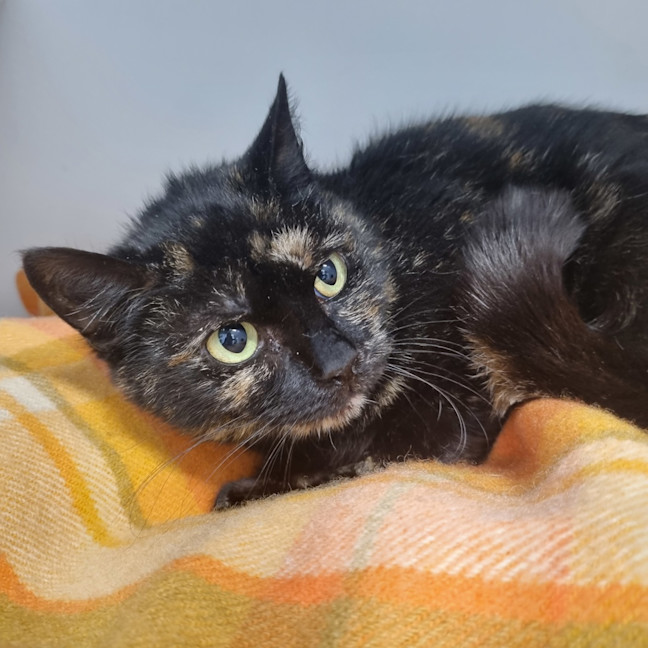 Photo of Smudge