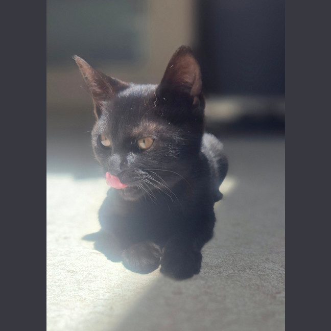 Photo of Francis (9188)