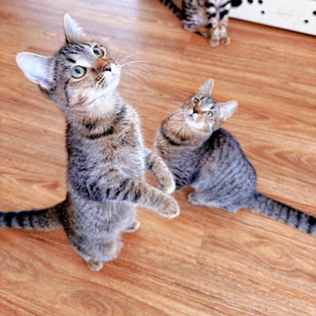 Photo of Nadia & Mishka 