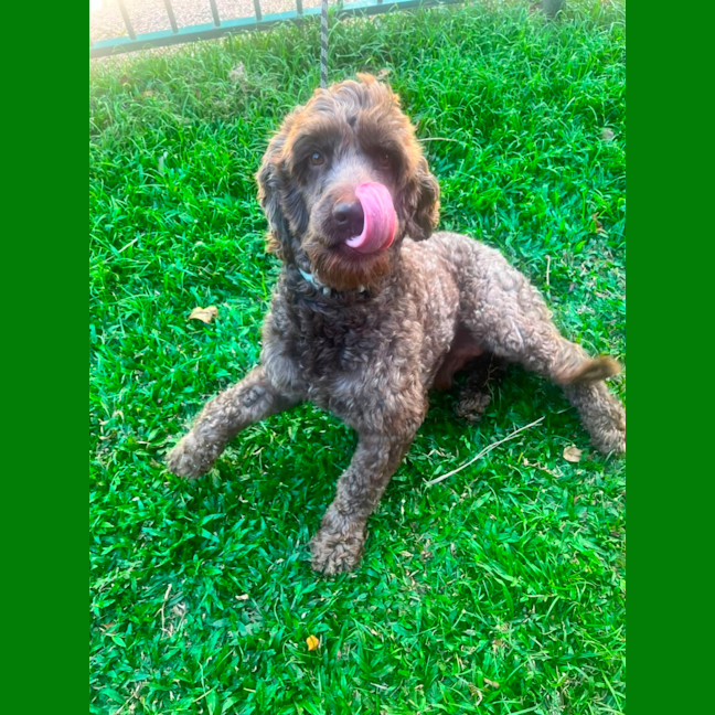 Photo of Bandit