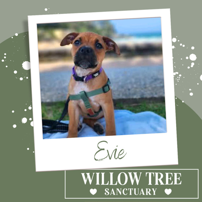 Photo of Evie