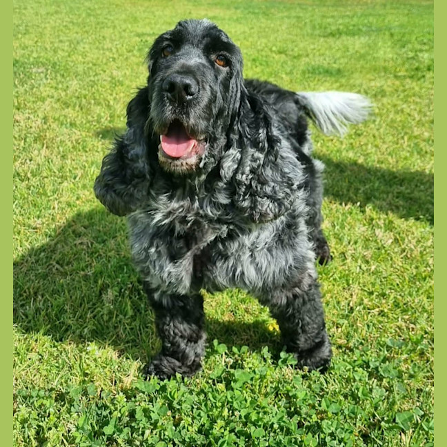 Photo of Harvey