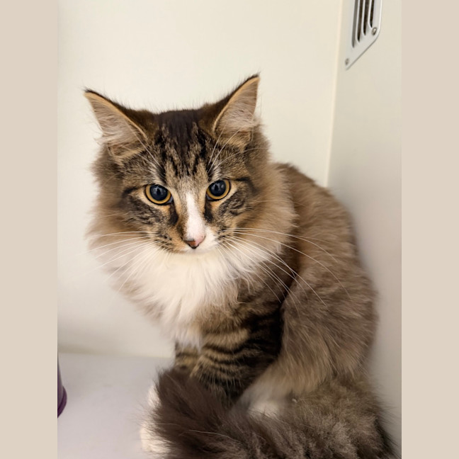 Photo of Waffles