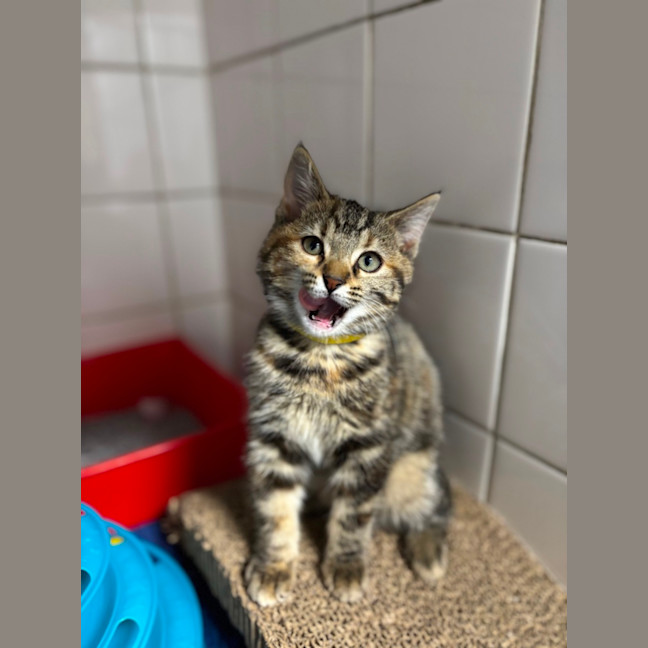 Photo of Tulip