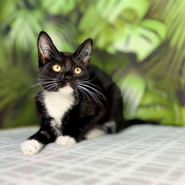 Photo of Poppy   Located In Frankston