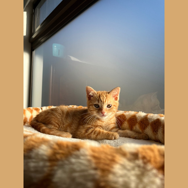 Photo of Sesame