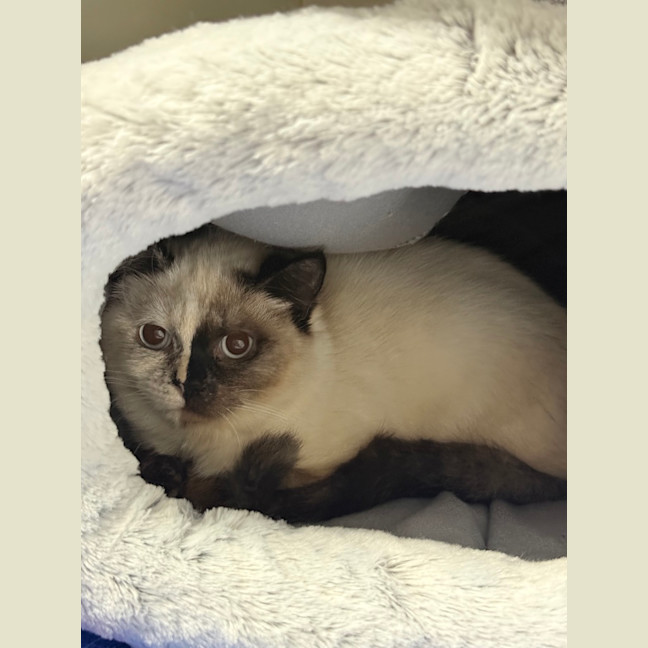 Photo of Maple