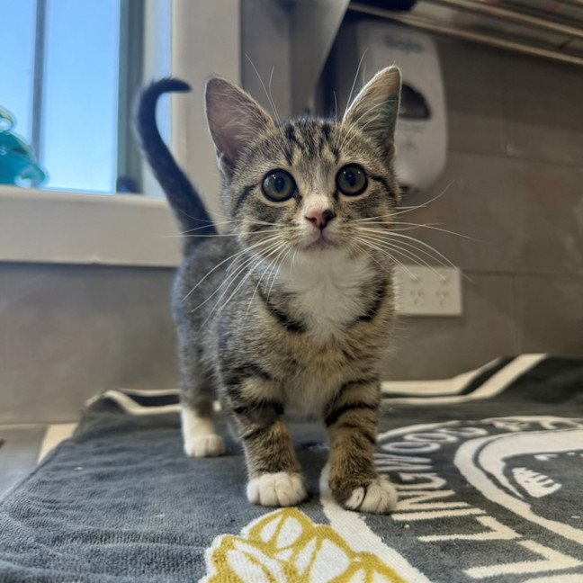 Photo of Cinnamon