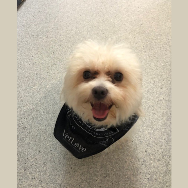 Photo of D1065 Pearl