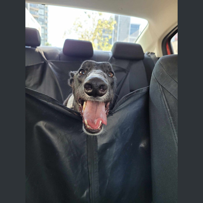 Photo of Little Ninja, The Greyhound
