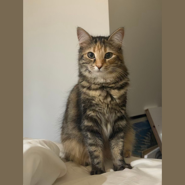 Photo of Hissy Elliot *9 Lives Project Rescue*