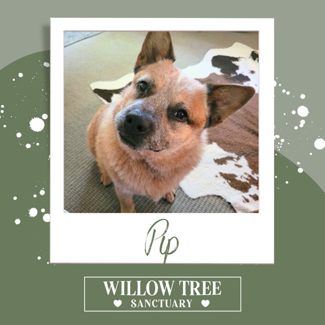 Photo of Pip