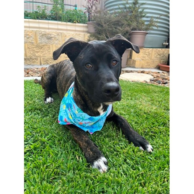 Photo of Tyson *$250 Adoption Fee*