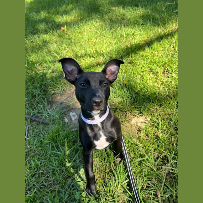 Photo of Milo