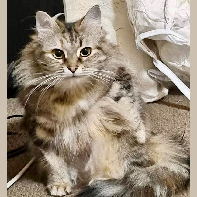 Photo of Milwaukee Bunny