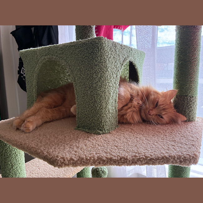 Photo of Juno