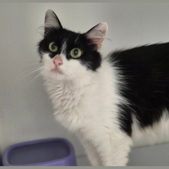 Photo of Tiana (Batwoman)