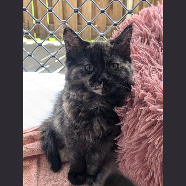 Photo of Tinky