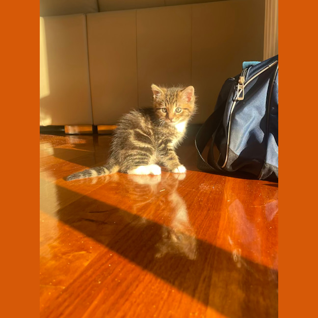 Photo of Rolo
