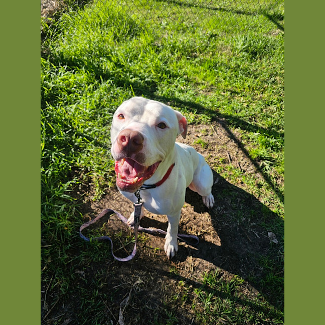 Photo of Romeo
