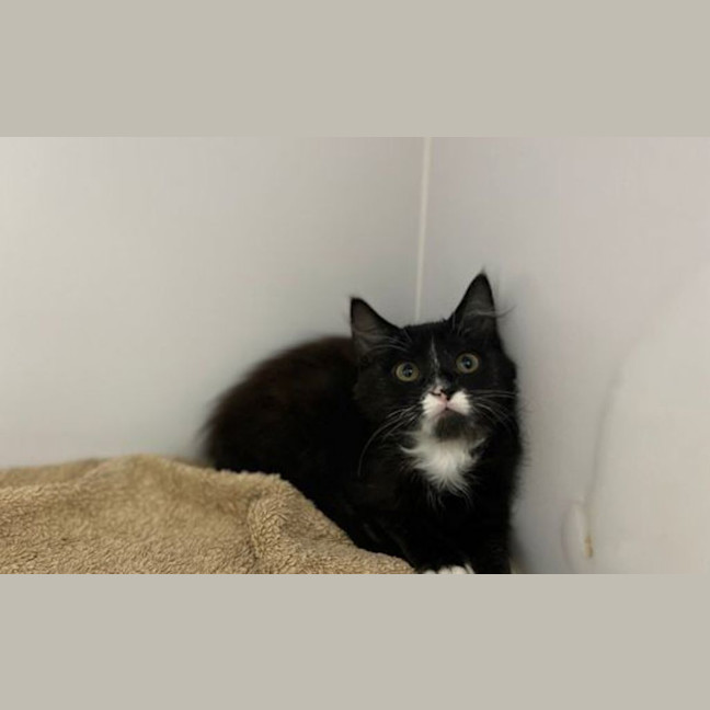 Photo of Oreo
