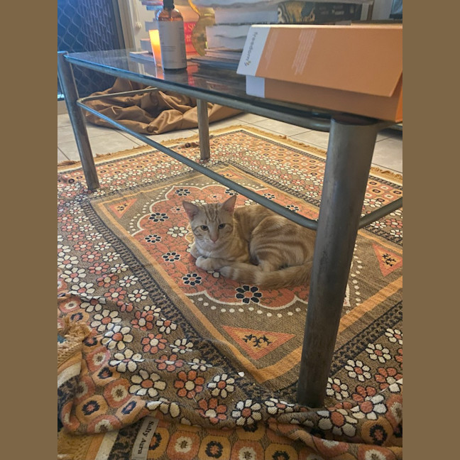 Photo of Tika