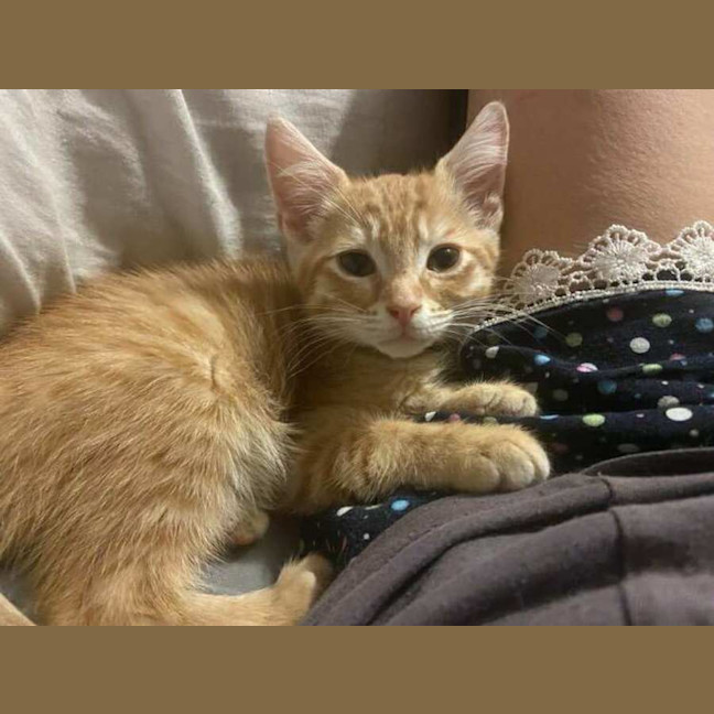 Photo of Dave The Third 