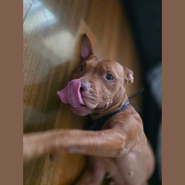 Photo of Shadow   7 Year Old Staffy X