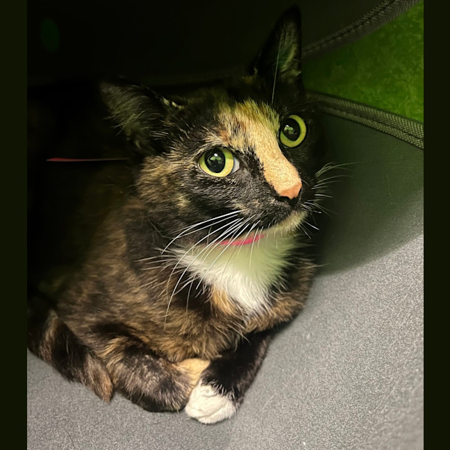 Photo of Chocolate Brownie