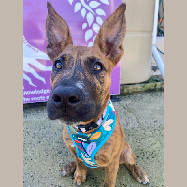 Photo of D1134 Jazzy