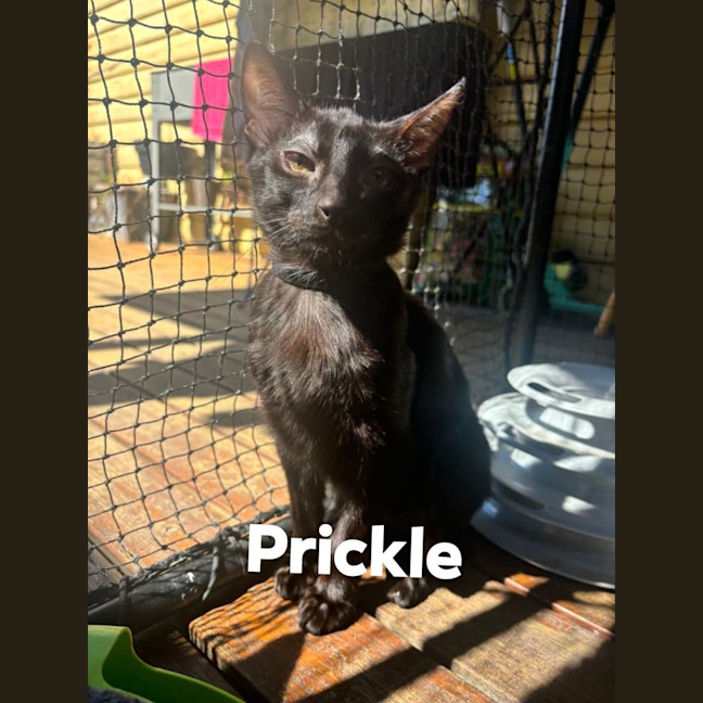 Photo of Prickle