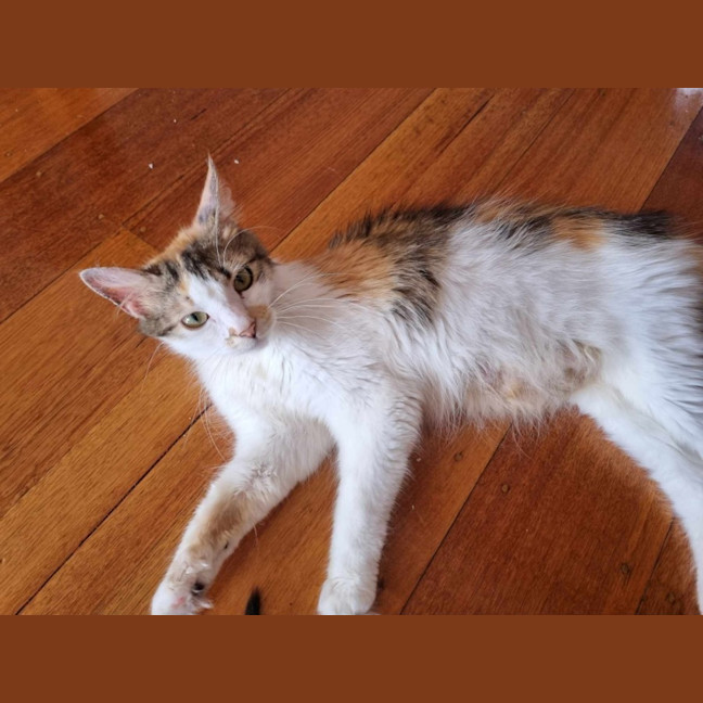Photo of Amberlee **2nd Chance Cat Rescue**