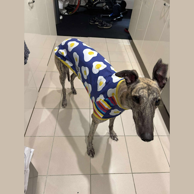 Photo of Dee Dee, The Greyhound