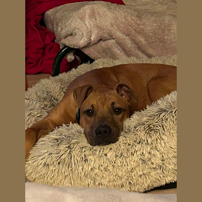 Photo of Blankie