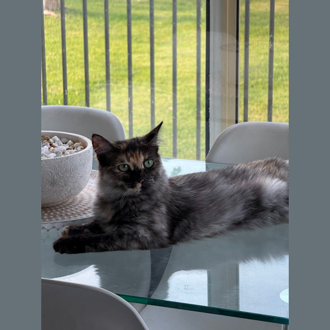 Photo of Dash