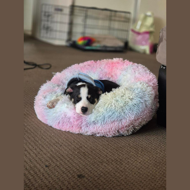 Photo of Figby