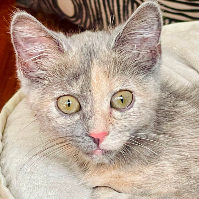 Photo of Cottontail   Located In Preston 