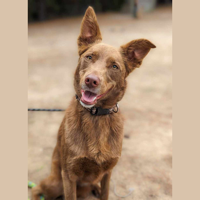 Photo of Taffy