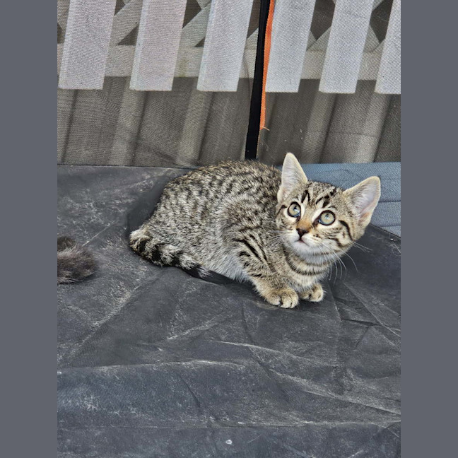 Photo of Sylvie & Sebastian 🐱🐱 Kittens