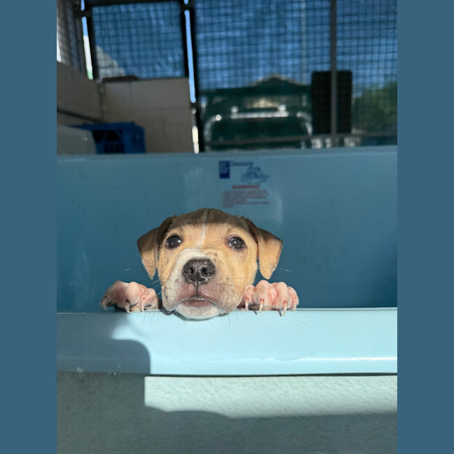 Photo of Simba