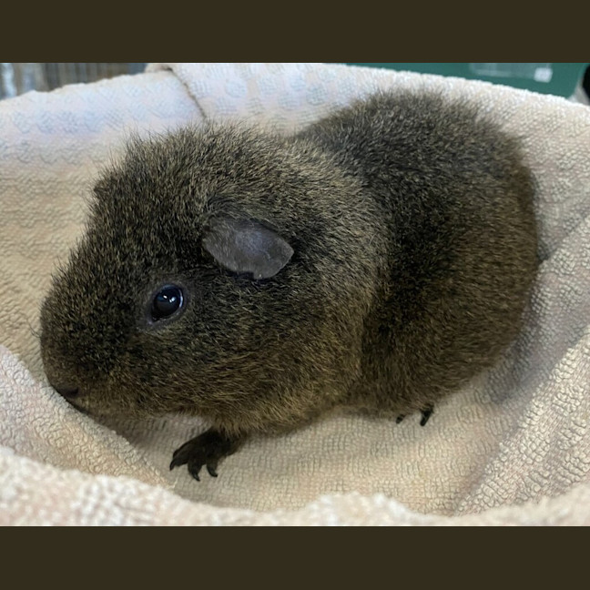 Photo of Edgar (Bonded With Carl)