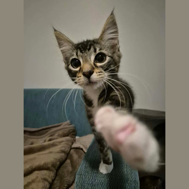 Photo of Kiwi
