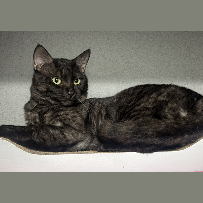 Photo of Rosco