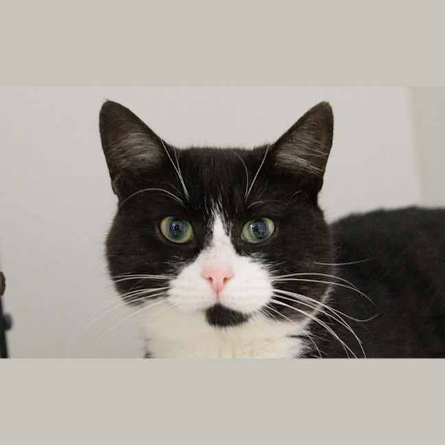 Photo of Mr Meow